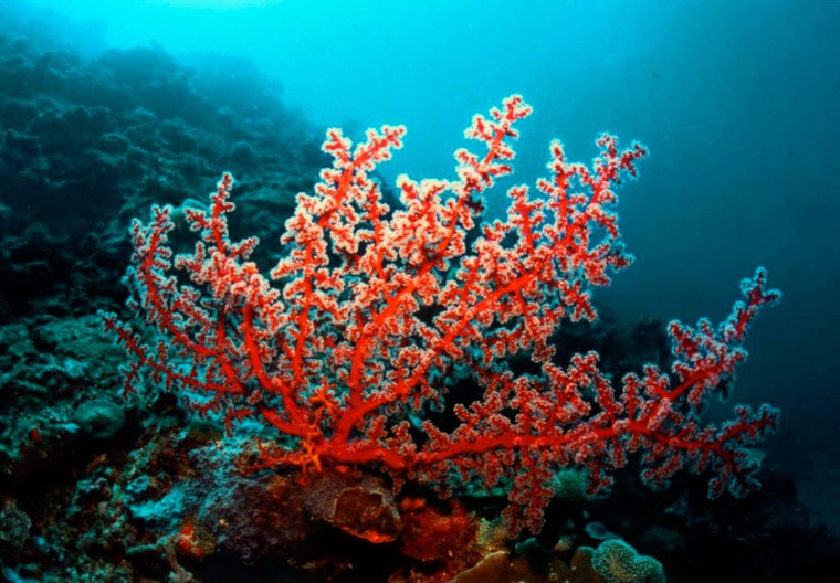 коралл в морской воде