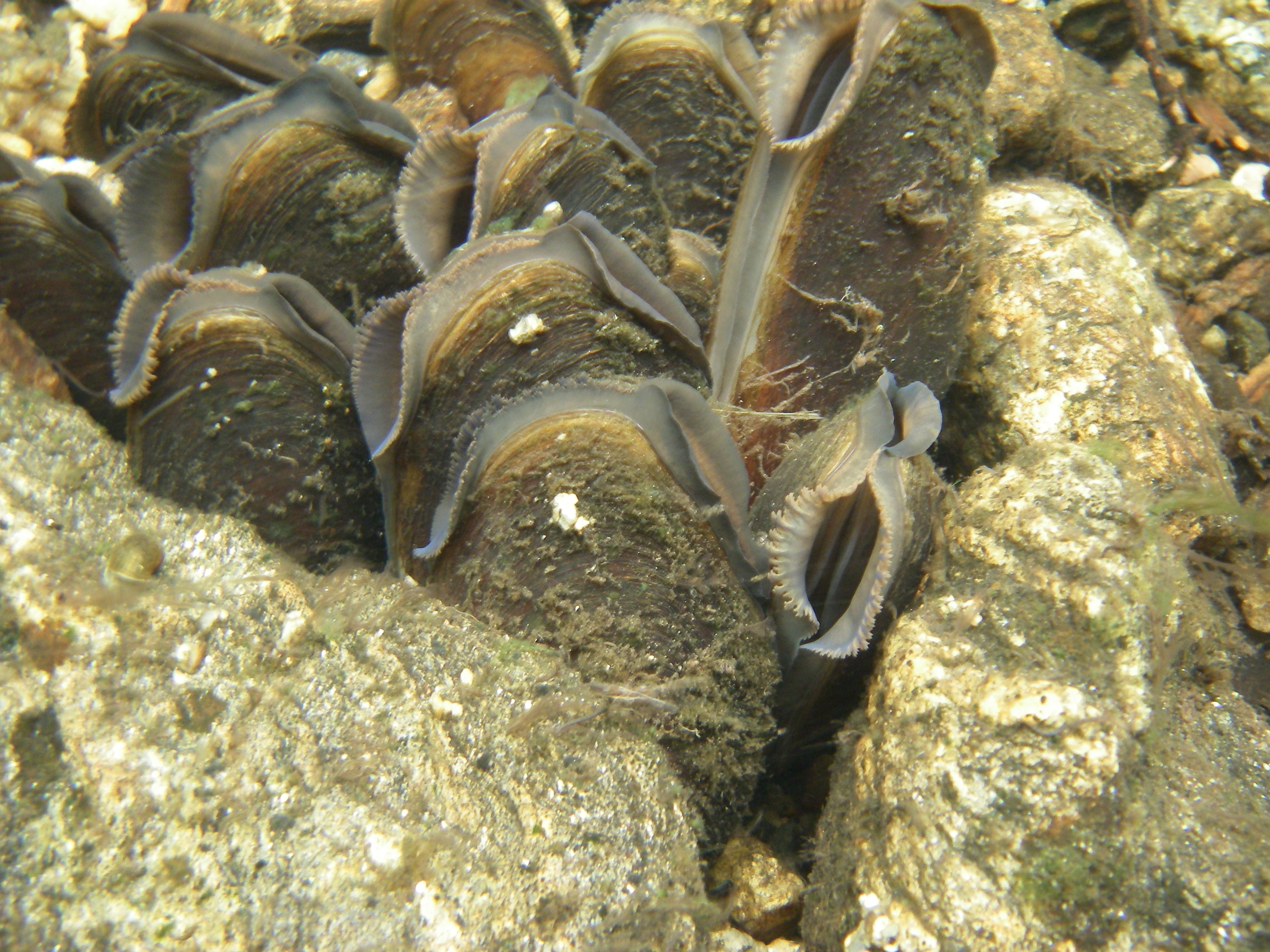 Моллюски в озере. Европейская Жемчужница. Моллюск Жемчужница европейская. Жемчужница обыкновенная. Жемчужница европейская (margaritifera margaritifera).