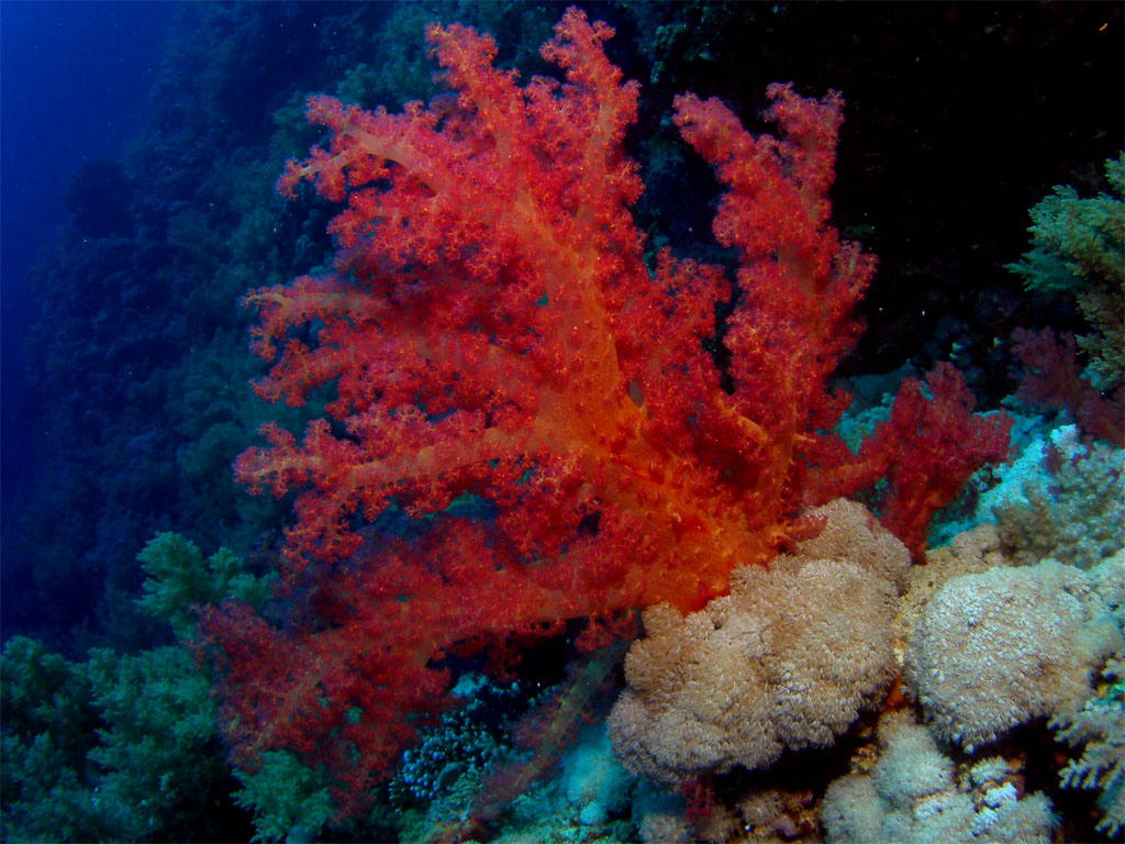 коралл в морской воде