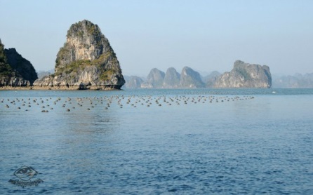 КНР добыча жемчуга фото 3